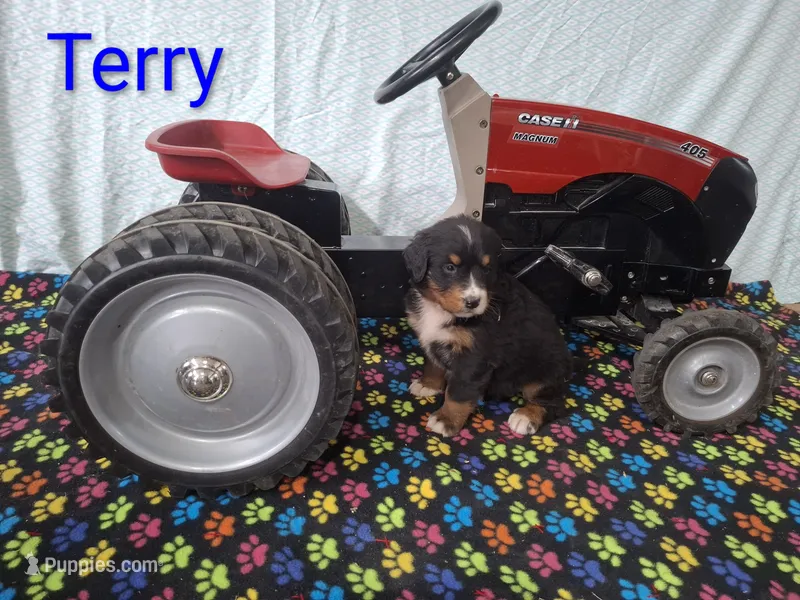 Terry – Bernese Mountain Dog puppy for sale in Memphis, MO