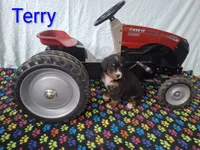 Terry, a male Bernese Mountain Dog for sale in Memphis, MO – 1 of 2