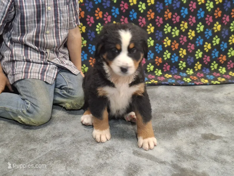 Sam – Bernese Mountain Dog puppy for sale in Memphis, MO