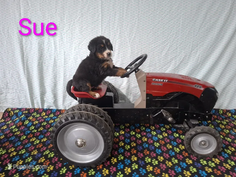 Sue – Bernese Mountain Dog puppy for sale in Memphis, MO