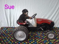 Sue, a female Bernese Mountain Dog for sale in Memphis, MO – 1 of 2