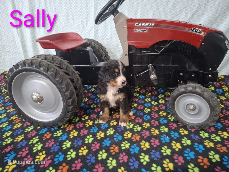 Sally – Bernese Mountain Dog puppy for sale in Memphis, MO