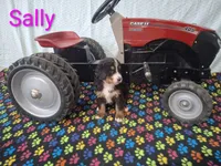 Sally, a female Bernese Mountain Dog for sale in Memphis, MO – 1 of 1