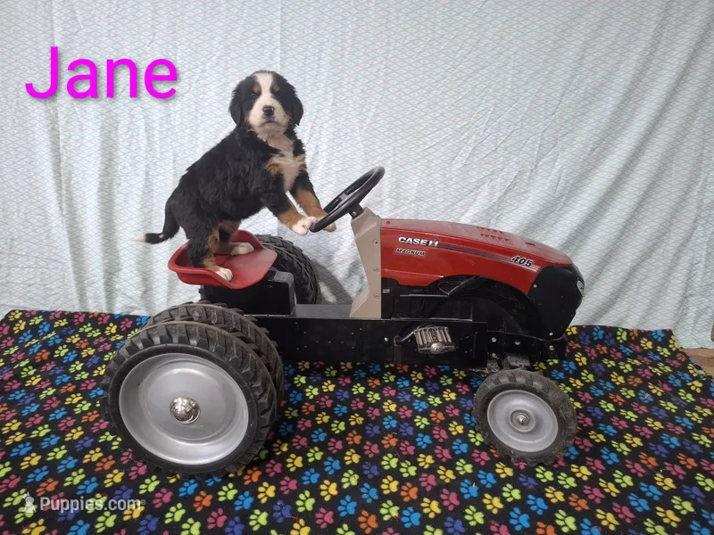 Jane – Bernese Mountain Dog puppy for sale in Memphis, MO