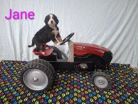 Jane, a female Bernese Mountain Dog for sale in Memphis, MO – 1 of 2