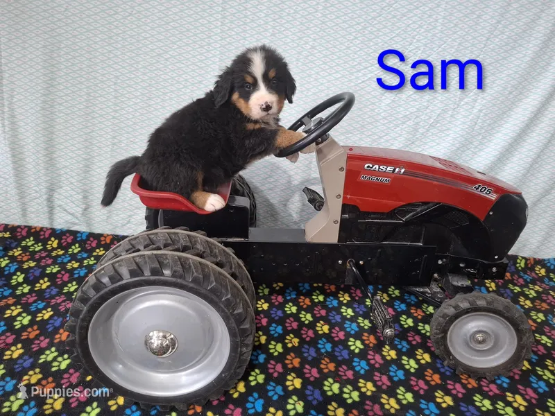 Sam – Bernese Mountain Dog puppy for sale in Memphis, MO