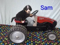 Sam, a male Bernese Mountain Dog for sale in Memphis, MO – 1 of 2