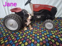 Jane, a female Bernese Mountain Dog for sale in Memphis, MO – 2 of 2