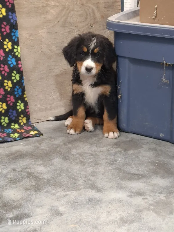 Sally – Bernese Mountain Dog puppy for sale in Memphis, MO