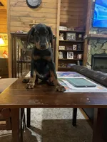 Mr. Blue (Mr. Willis), a male Doberman Pinscher for sale in O Brien, FL – 2 of 2