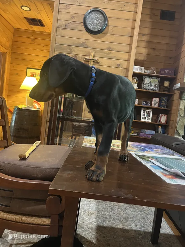 Mr. Blue (Mr. Willis) – Doberman Pinscher puppy for sale in O Brien, FL