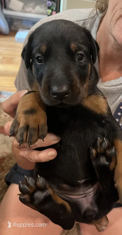 Miss Hot Pink – Doberman Pinscher puppy for sale in O Brien, FL