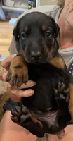 Miss Hot Pink, a female Doberman Pinscher for sale in O Brien, FL – 1 of 1