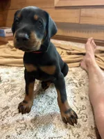 Mr. Red, a male Doberman Pinscher for sale in O Brien, FL – 1 of 1