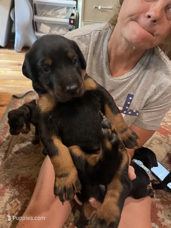 Miss Pink – Doberman Pinscher puppy for sale in O Brien, FL