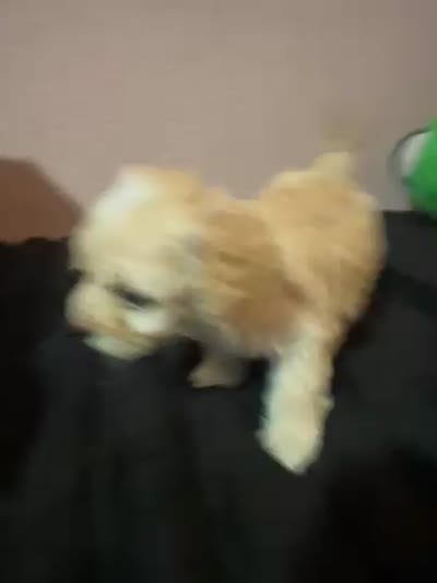 No name yet, a female Yorkshire Terrier for sale in Balch Springs, TX – 2 of 2