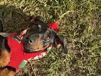 Milo, a male Miniature Dachshund for sale in Moultrie, GA – 3 of 4