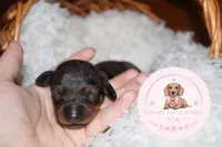 Grace , a male Miniature Dachshund for sale in Moultrie, GA – 7 of 7