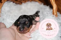 Kiri, a female Miniature Dachshund for sale in Moultrie, GA – 4 of 6