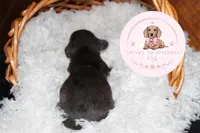 Neteyam , a male Miniature Dachshund for sale in Moultrie, GA – 10 of 10