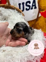 Lo’ak , a male Miniature Dachshund for sale in Moultrie, GA – 2 of 7