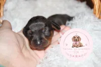 Tuk, a female Miniature Dachshund for sale in Moultrie, GA – 4 of 6