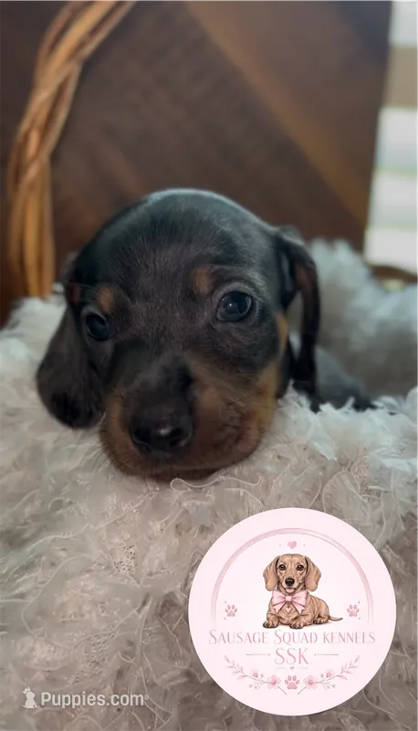 Neteyam  – Miniature Dachshund puppy for sale in Moultrie, GA