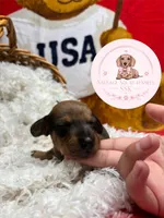 Jake , a male Miniature Dachshund for sale in Moultrie, GA – 2 of 6