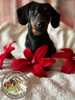 Milo, a male Miniature Dachshund for sale in Moultrie, GA – 4 of 4