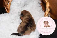 Neytiri , a female Miniature Dachshund for sale in Moultrie, GA – 6 of 7
