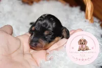 Kiri, a female Miniature Dachshund for sale in Moultrie, GA – 5 of 6