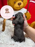 Neteyam , a male Miniature Dachshund for sale in Moultrie, GA – 5 of 10