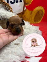 Neytiri , a female Miniature Dachshund for sale in Moultrie, GA – 3 of 7