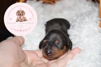 Neteyam , a male Miniature Dachshund for sale in Moultrie, GA – 8 of 10