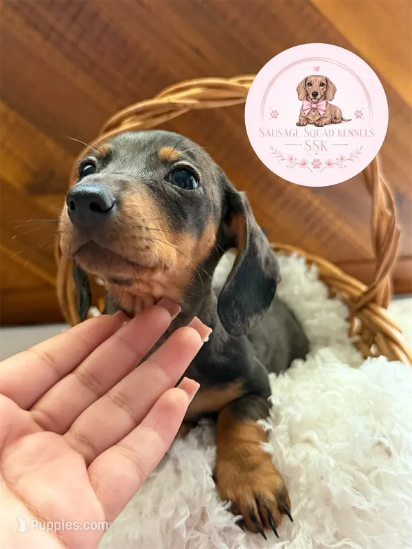 Grace  – Miniature Dachshund puppy on hold in Moultrie, GA