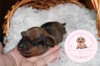 Spider , a male Miniature Dachshund for sale in Moultrie, GA – 7 of 7