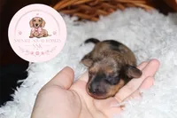 Jake , a male Miniature Dachshund for sale in Moultrie, GA – 4 of 6