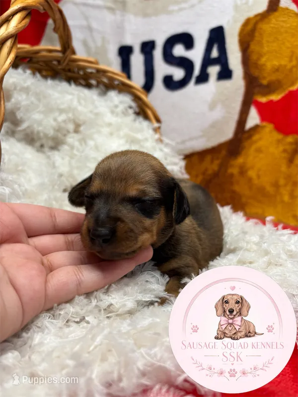 Jake  – Miniature Dachshund puppy for sale in Moultrie, GA