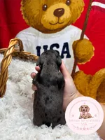 Grace , a male Miniature Dachshund for sale in Moultrie, GA – 4 of 7
