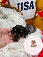 Kiri, a female Miniature Dachshund for sale in Moultrie, GA – 1 of 6
