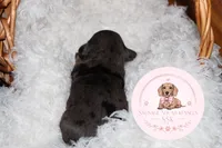Grace , a male Miniature Dachshund for sale in Moultrie, GA – 6 of 7