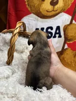 Spider , a male Miniature Dachshund for sale in Moultrie, GA – 4 of 7