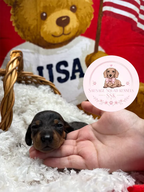 Grace  – Miniature Dachshund puppy for sale in Moultrie, GA