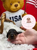 Grace , a male Miniature Dachshund for sale in Moultrie, GA – 1 of 7
