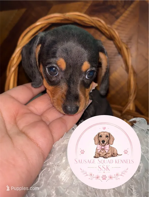 Tuk – Miniature Dachshund puppy on hold in Moultrie, GA