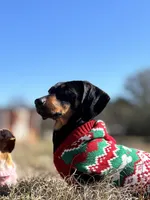 Milo, a male Miniature Dachshund for sale in Moultrie, GA – 2 of 4