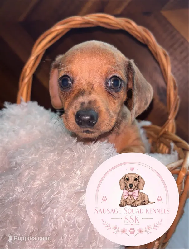 Neytiri  – Miniature Dachshund puppy on hold in Moultrie, GA