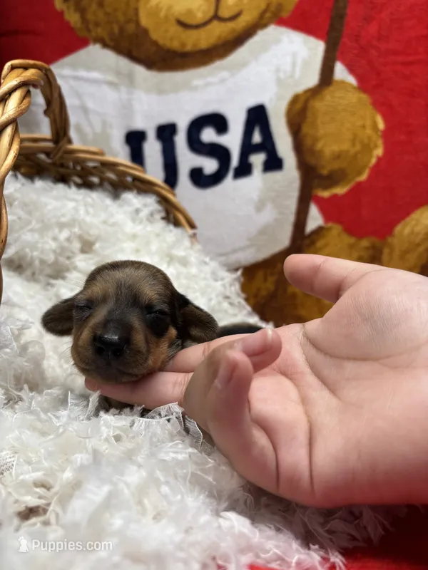 Spider  – Miniature Dachshund puppy for sale in Moultrie, GA