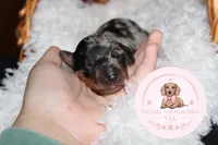 Lo’ak , a male Miniature Dachshund for sale in Moultrie, GA – 6 of 7