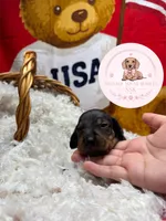 Neteyam , a male Miniature Dachshund for sale in Moultrie, GA – 4 of 10